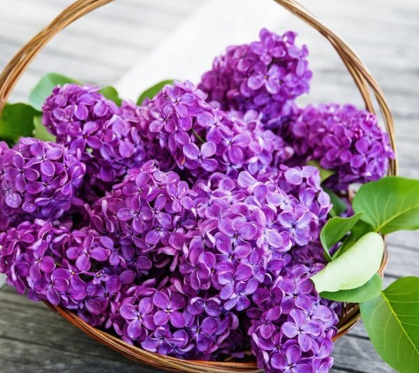 Сирень темно фиолетовая махровая