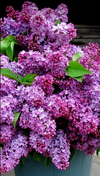 Сирень Элинор