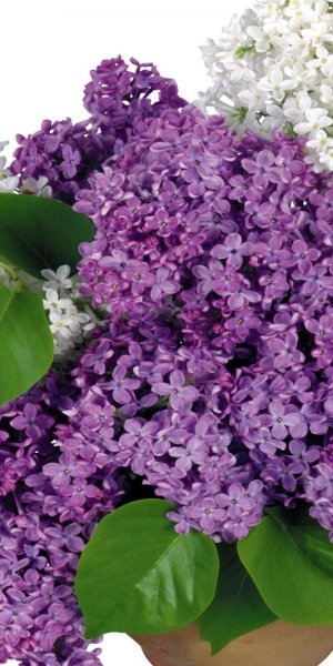 Сирень Аэлита