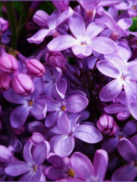 Картинки на рабочий стол сирень