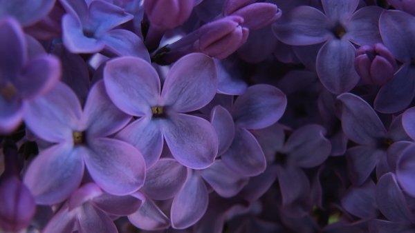 Фиолетовые цветы