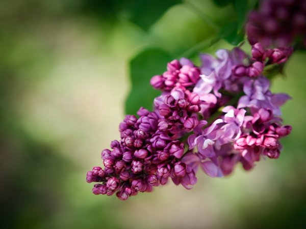 Лист сирени