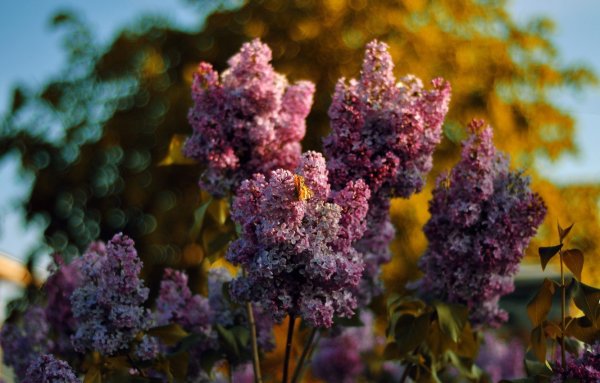 Сирень Молли Энн