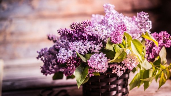 Сирень изобилие