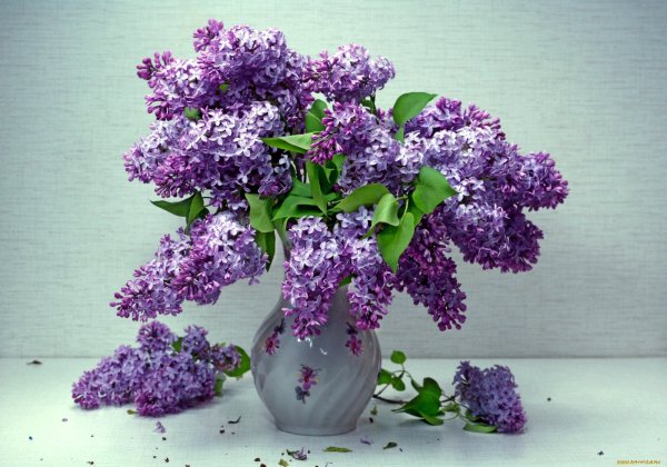 Свежесрезанная сирень