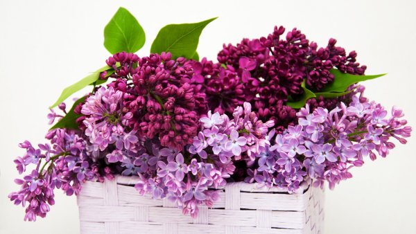 Сирень изобилие