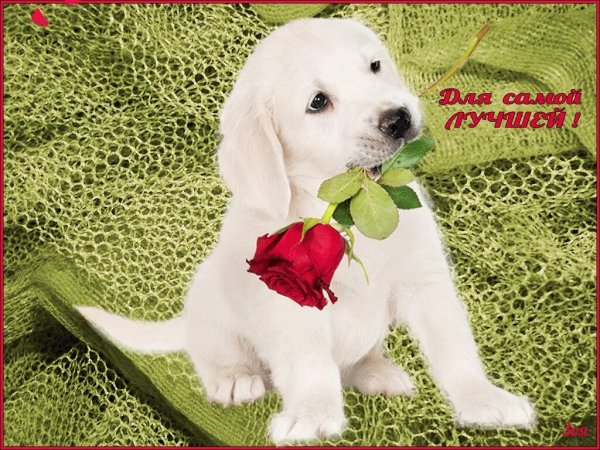 Самой лучшей девушке на свете