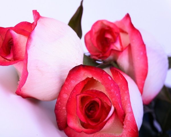 Прекрасной и очаровательной женщине