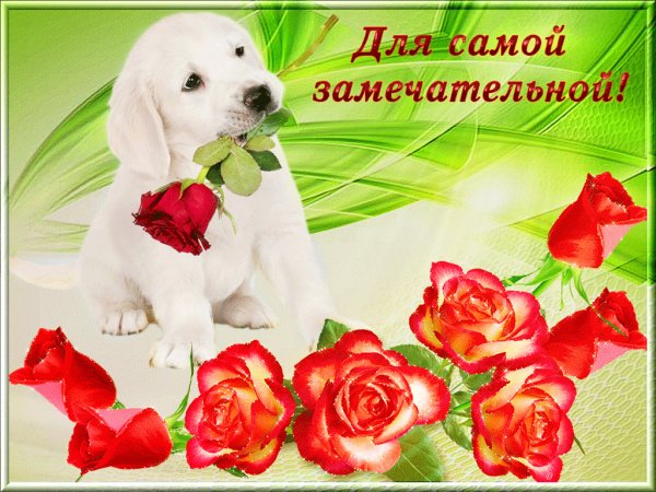 Розы для любимой женщины с надписями