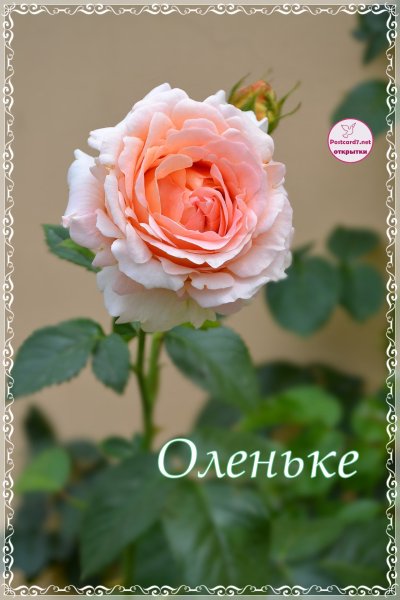 Цветы для тебя дорогая