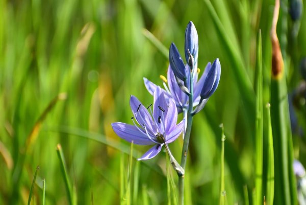 Цветок Кама