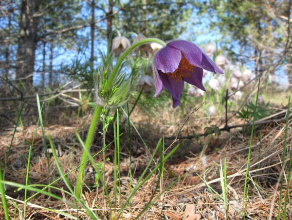 Флора нижняя Кама прострел