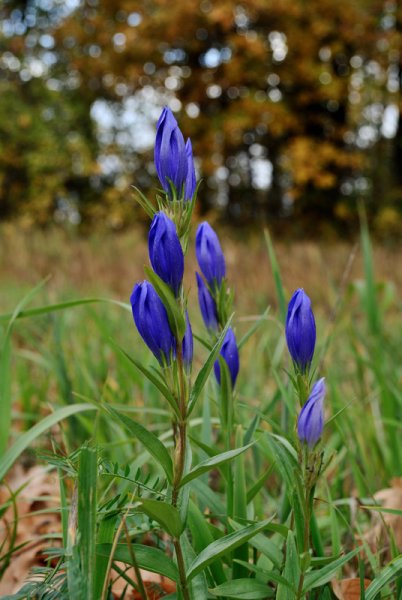 Горечавка легочная Gentiana pneumonanthe