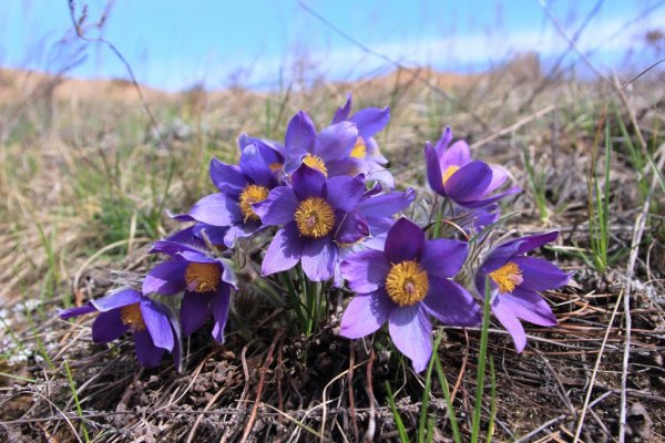 Прострел раскрытый широколистный