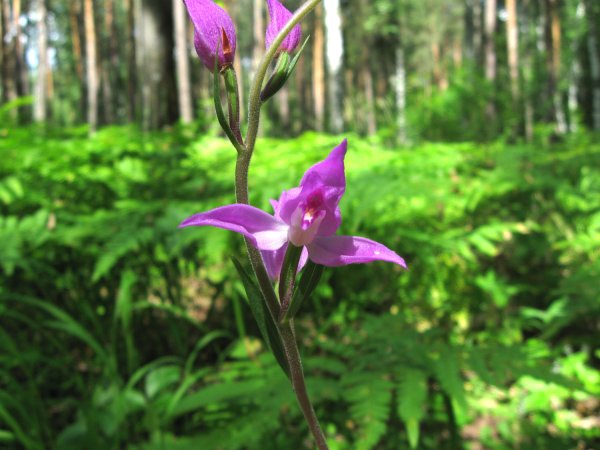 Пыльцеголовник красный