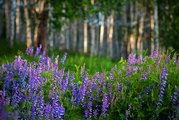 Национальный парк нижняя Кама Флора