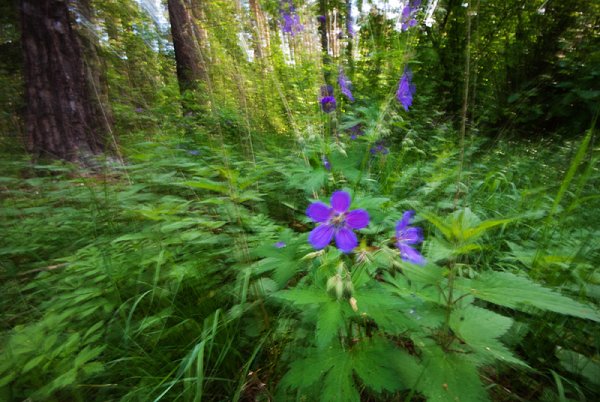 Национальный парк нижняя Кама Флора