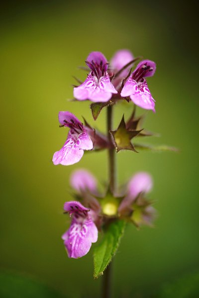 Цветы нижняя Кама