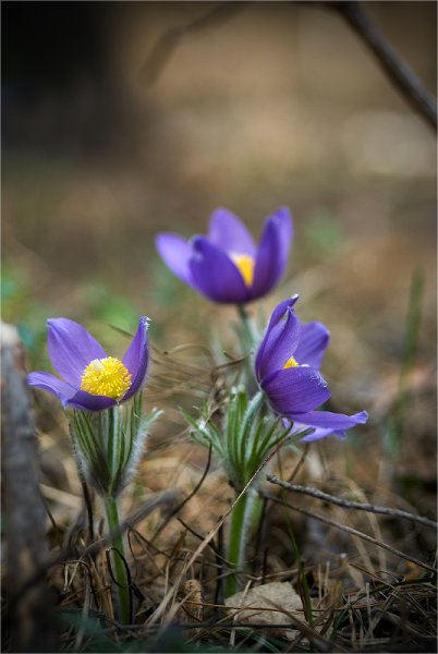 Флора нижняя Кама прострел