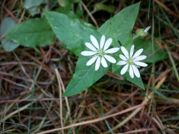 Национальный парк нижняя Кама растения