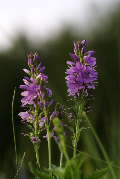 Цветковые травы