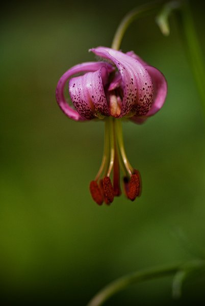Лилия кудреватая значение
