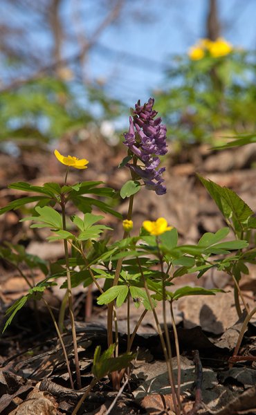 Нижняя Кама растения