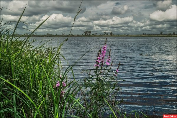 Растения и животные реки Камы