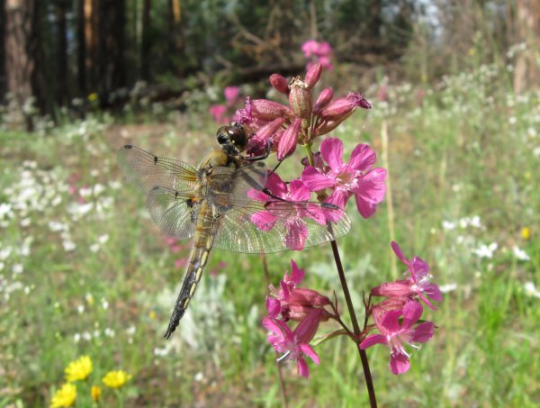 Флора нижняя Кама прострел