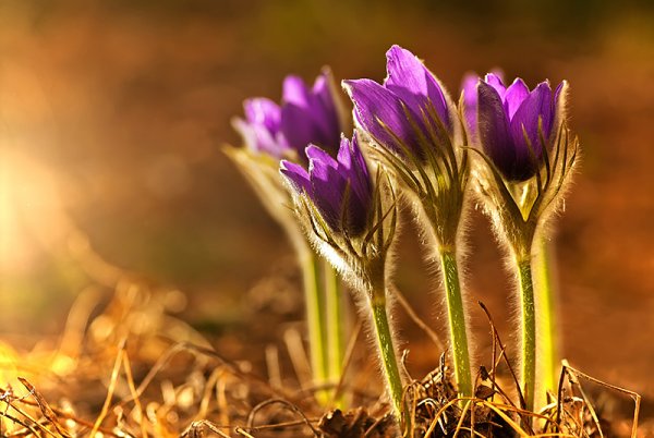 Якобея обыкновенная Лесная