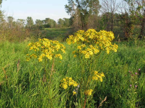 Травянистые растения Пермского края