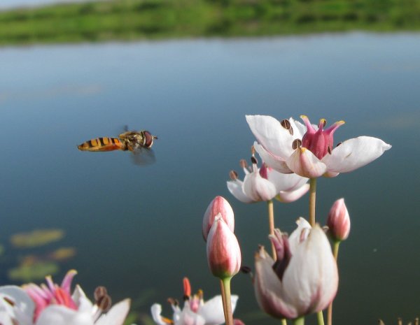 Южная Корея поле космея горы
