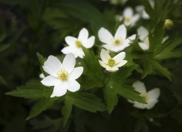 Лесные фиалки 1980