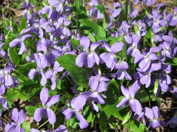 Кувшинка белая Болотная