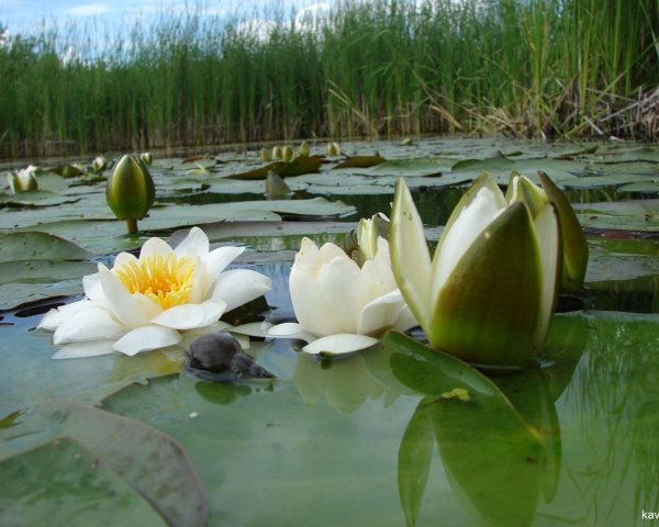 Гортензия соцветие