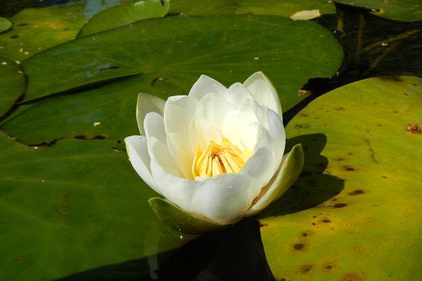 Национальный парк нижняя Кама фауна