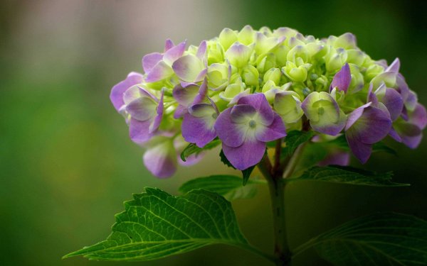 Озеро с камышами