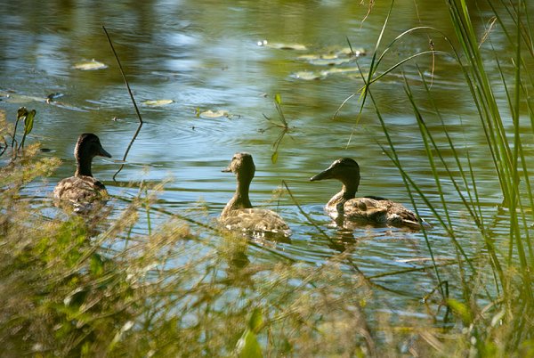 Растения Луга Иван чай
