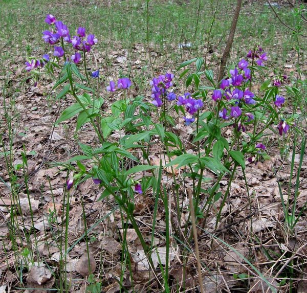 Лотосовые поля Астрахань