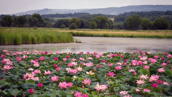Подснежник Уральские подснежники