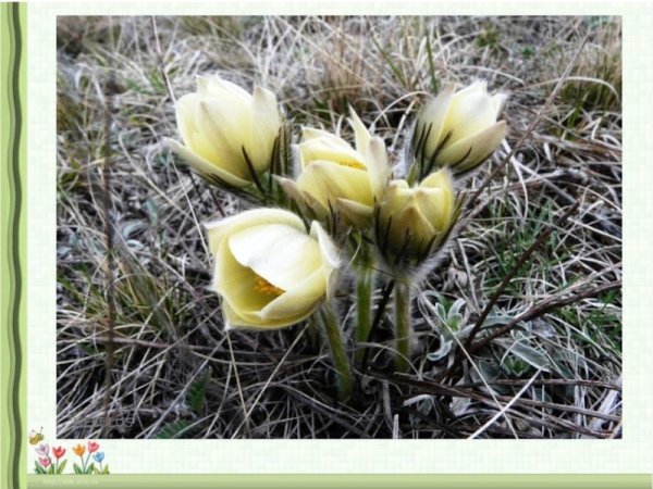 Названия цветов растений