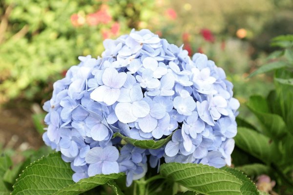 Мутагенез растений