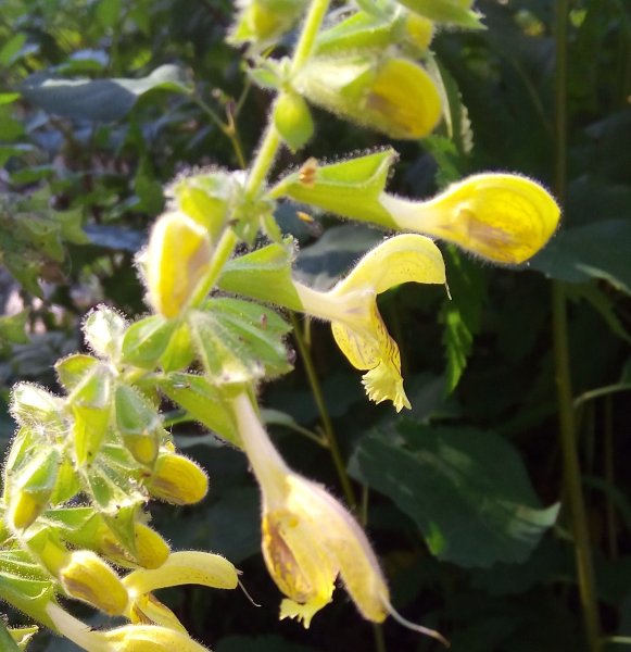 Горный цветок Зигальга