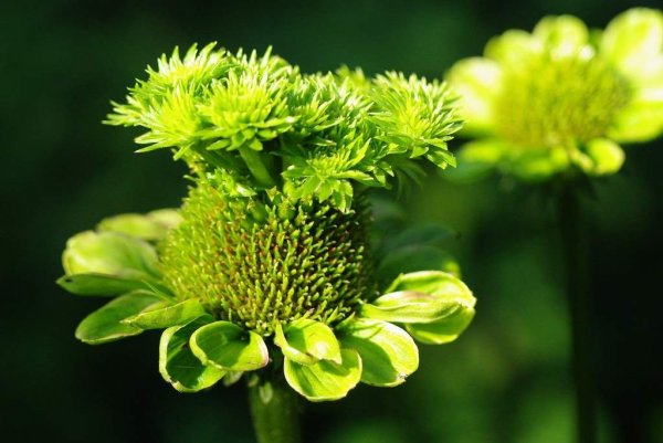 Растительный мир реки Оки