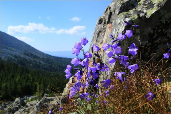 Флора национального парка нижняя Кама