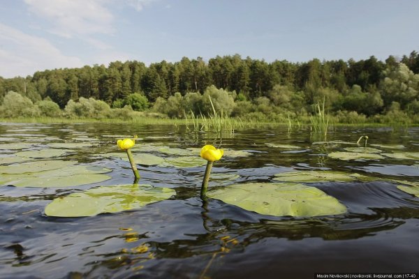 Растения растущие на водоемах