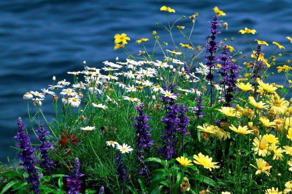 Лотос Комарова орехоносный