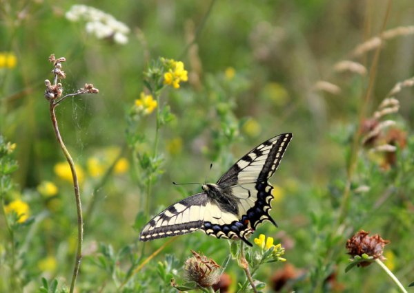 Сиреневый длинный цветок полевой