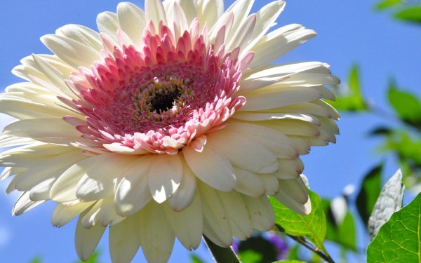 Монарда двойчатая