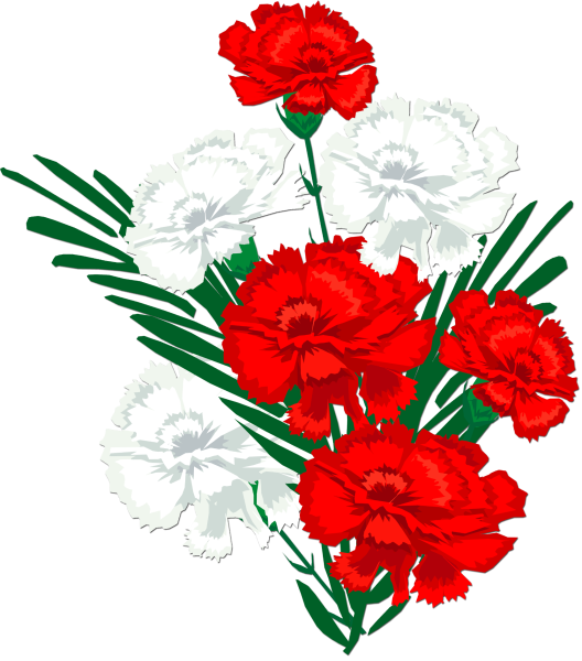 Цветы гвоздика на 9 мая
